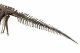 ' Mounted Dryosaurus Skeleton From Colorado - Largest Complete #132154-9
